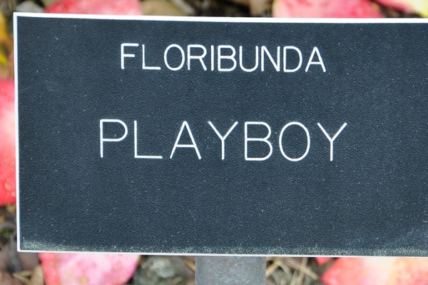 sign: Playboy